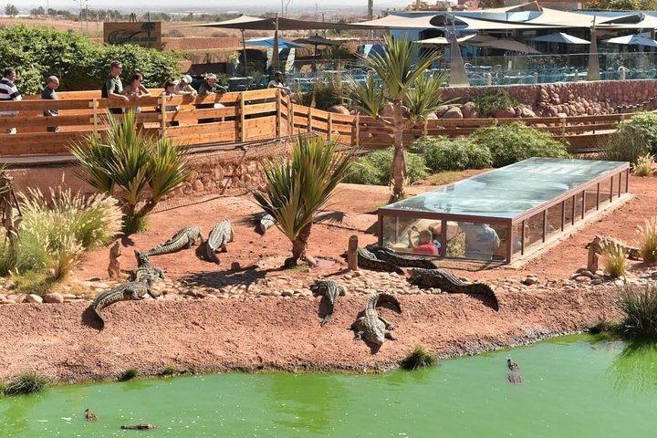 Agadir 3-in-1 Tour: Goats on Trees Souk El Had Crocoparc Tickets