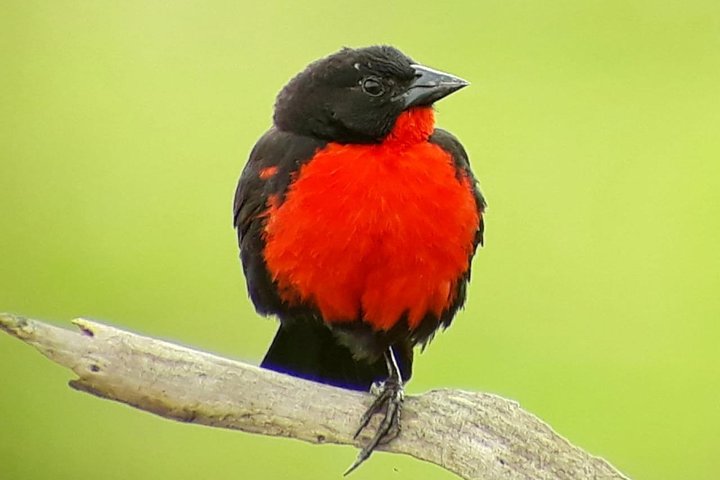 Monteverde Cloud Forest Guided Tour with Expert Naturalist