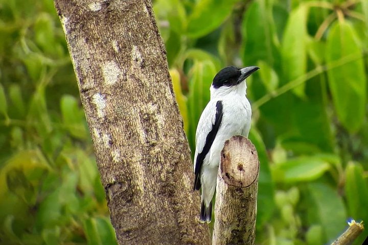 Monteverde Cloud Forest Guided Tour with Expert Naturalist