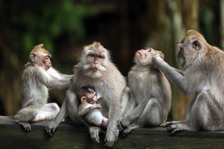 Best of Ubud Full-Day Tour with Jungle Swing