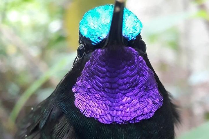 Monteverde Cloud Forest Guided Tour with Expert Naturalist