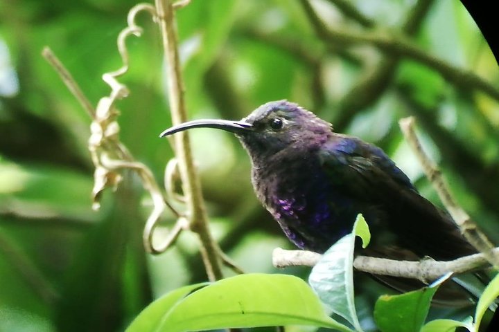 Monteverde Cloud Forest Guided Tour with Expert Naturalist