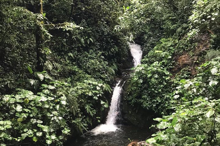 Monteverde Cloud Forest Guided Tour with Expert Naturalist