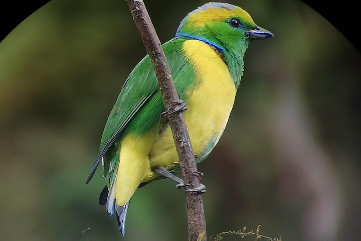 Monteverde Cloud Forest Guided Tour with Expert Naturalist