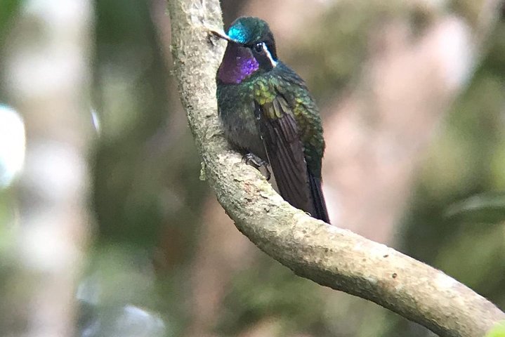 Monteverde Cloud Forest Guided Tour with Expert Naturalist