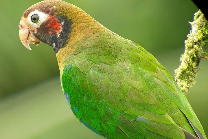 Monteverde Cloud Forest Guided Tour with Expert Naturalist