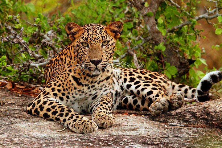 Yala National Park Safari - Private Tour
