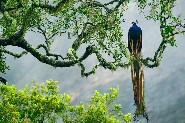 Yala National Park Safari - Private Tour