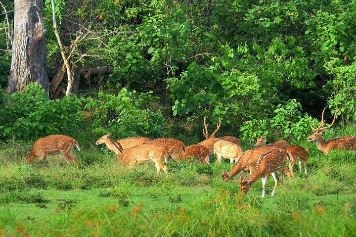 Yala National Park Safari - Private Tour