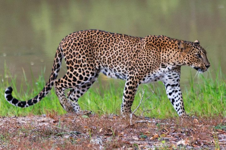 Yala National Park Safari - Private Tour