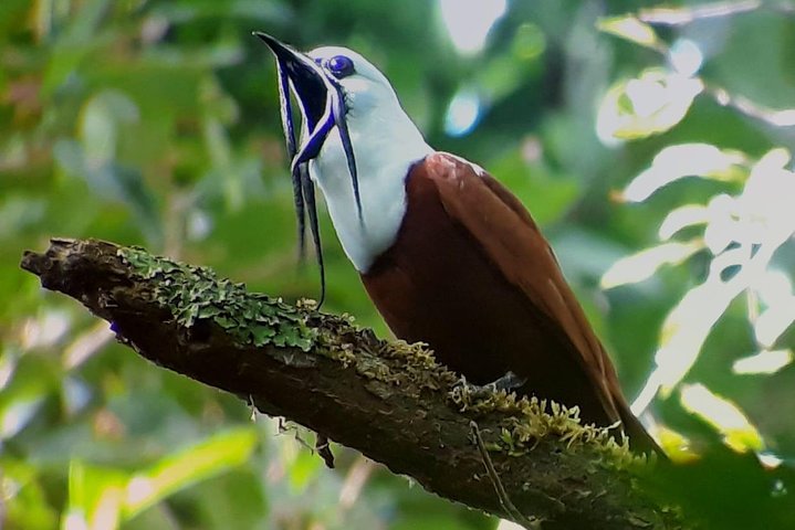 Monteverde Cloud Forest Guided Tour with Expert Naturalist