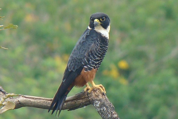 Monteverde Cloud Forest Guided Tour with Expert Naturalist