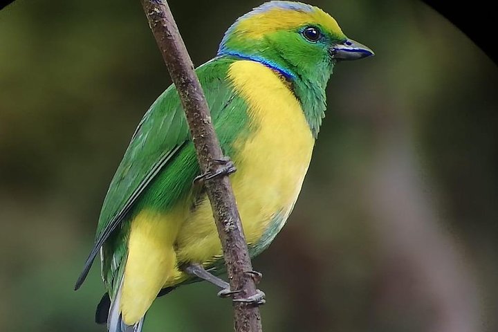 Monteverde Cloud Forest Guided Tour with Expert Naturalist