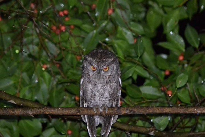 Monteverde Cloud Forest Guided Tour with Expert Naturalist