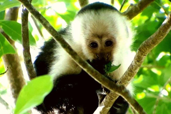 Monteverde Cloud Forest Guided Tour with Expert Naturalist