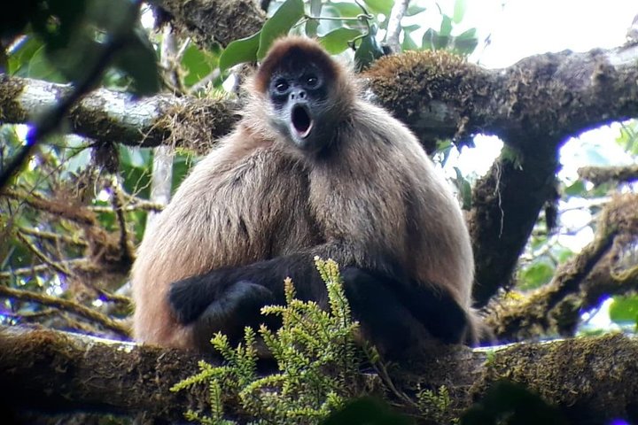 Monteverde Cloud Forest Guided Tour with Expert Naturalist