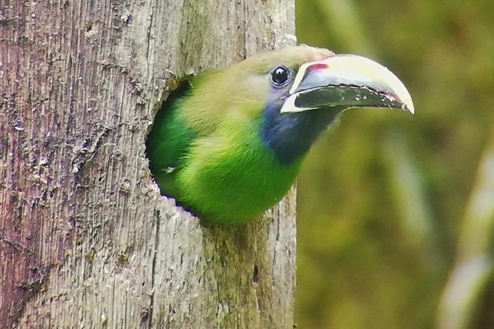 Monteverde Cloud Forest Guided Tour with Expert Naturalist