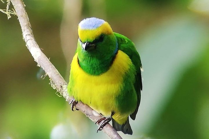 Monteverde Cloud Forest Guided Tour with Expert Naturalist