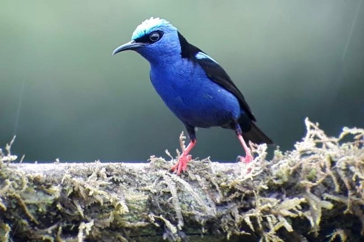 Monteverde Cloud Forest Guided Tour with Expert Naturalist