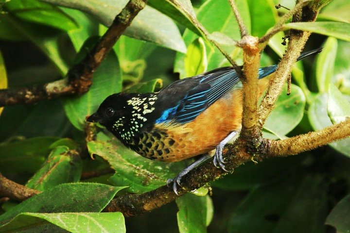 Monteverde Cloud Forest Guided Tour with Expert Naturalist