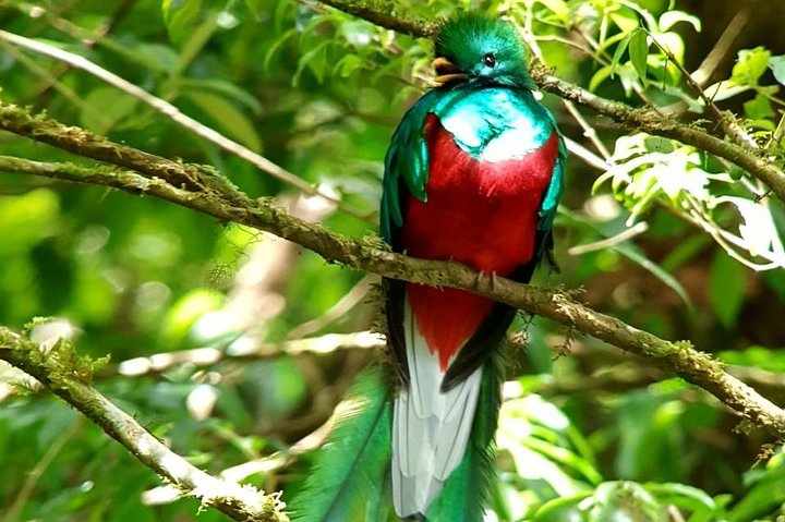 Monteverde Cloud Forest Guided Tour with Expert Naturalist