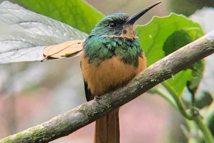 Monteverde Cloud Forest Guided Tour with Expert Naturalist