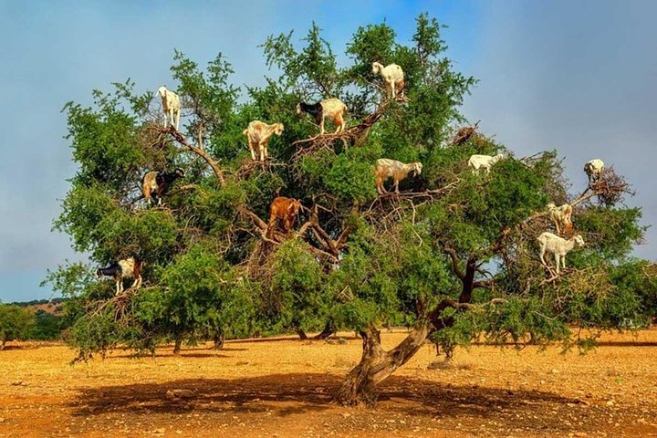 Marrakech Guided Day Trip from Agadir: Medina & Souks Tour
