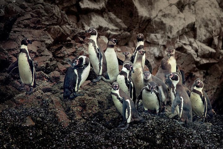 BALLESTAS ISLANDS + Paracas and Candelabra Reserve – Ica and Paracas
