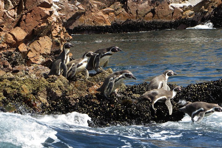 BALLESTAS ISLANDS + Paracas and Candelabra Reserve – Ica and Paracas