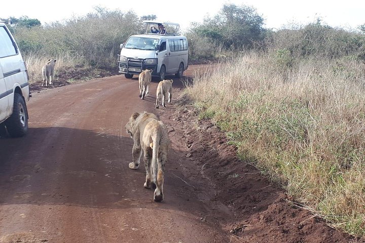 Nairobi National Park, Sheldrick Elephant, Giraffe Centre Tour
