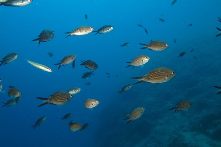 Nightsnorkeling
