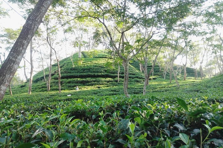 Srimangal nature tour in forest and tea garden