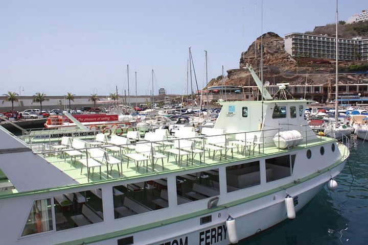 2-Hour Dolphin and Whale Watching in Gran Canaria