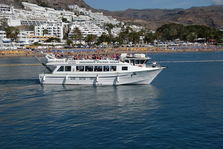 2-Hour Dolphin and Whale Watching in Gran Canaria