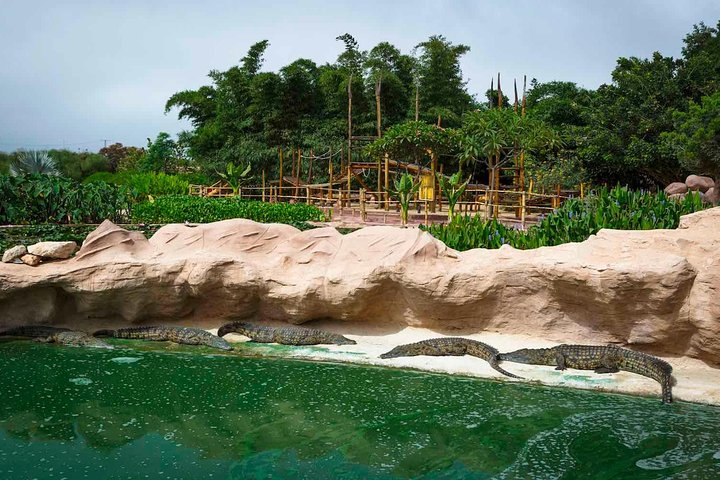 Agadir 3-in-1 Tour: Goats on Trees Souk El Had Crocoparc Tickets