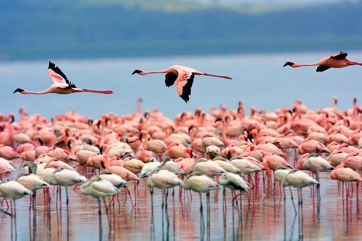 2 Days Lake Elementaita National park Safari