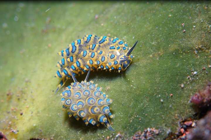 PADI Open water Course in Tulamben - Get certified & dive anywhere in the world