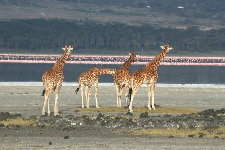 2 Days Lake Elementaita National park Safari