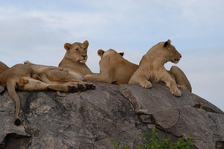 5 days Serengeti Wildebeest Migration Safari