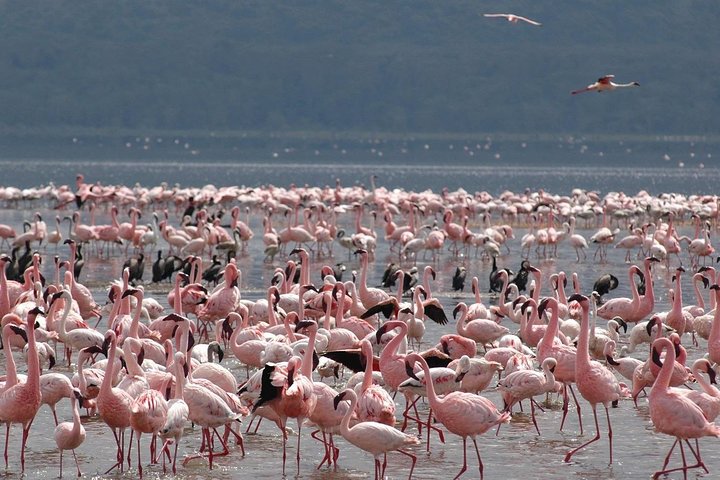 2 Days Lake Elementaita National park Safari