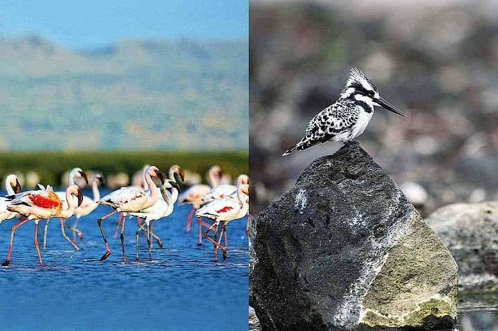 2 Days Lake Elementaita National park Safari