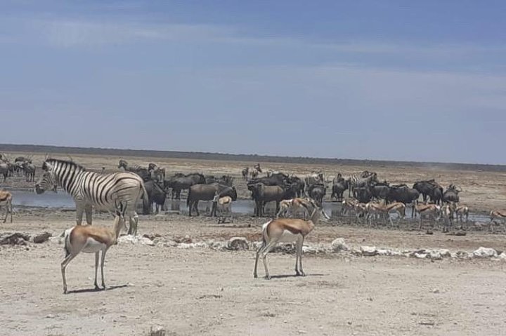 ETOSHA PARK SAFARI with local guides in 9-seater 4x4s