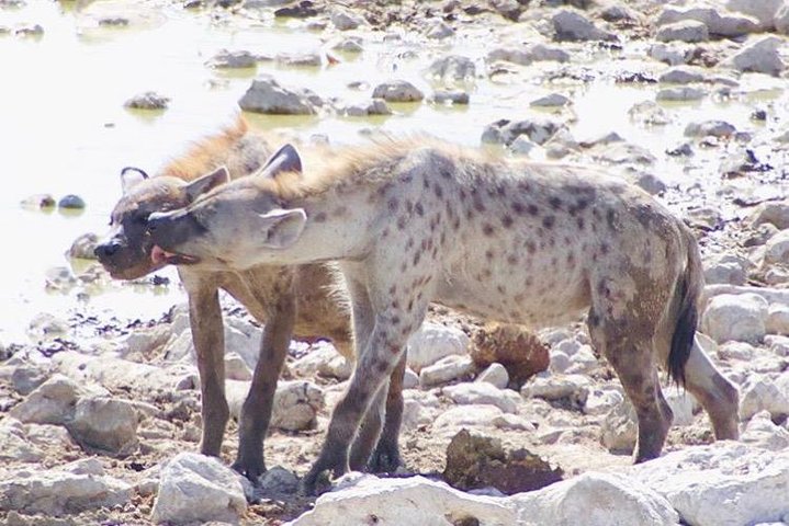 ETOSHA PARK SAFARI with local guides in 9-seater 4x4s