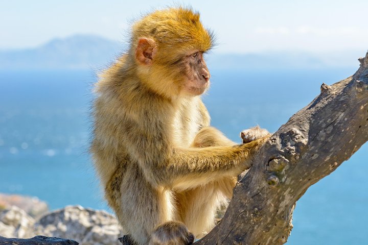 Gibraltar Skywalk & Suspension Bridge Tour 1.45hrs