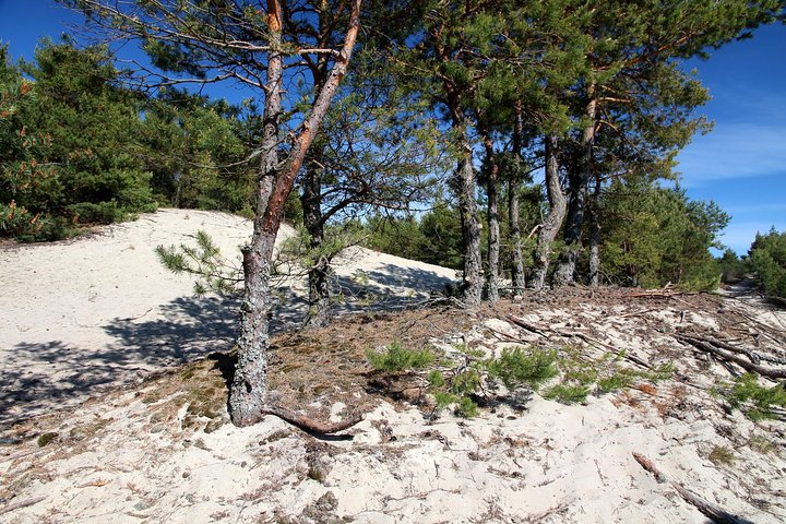 Day Tour to Curonian Spit a Treasure on the Baltic Sea