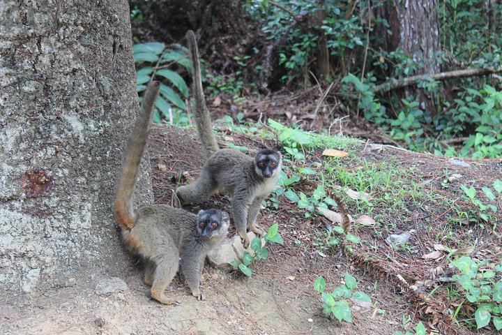 Lemur Day Tour at Andasibe Rainforest and Vakona Lodge Reserve