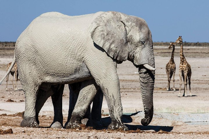 3 DAYS ETOSHA WILDLIFE SAFARI- Namibia (Camping)