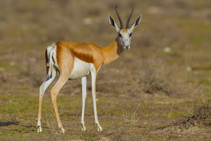 6 DAYS ETOSHA,SWAKOPMUND & SOSSUSVLEI- NAMIBIA (Lodging)
