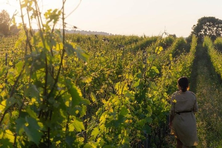 Wine tasting in Vieste