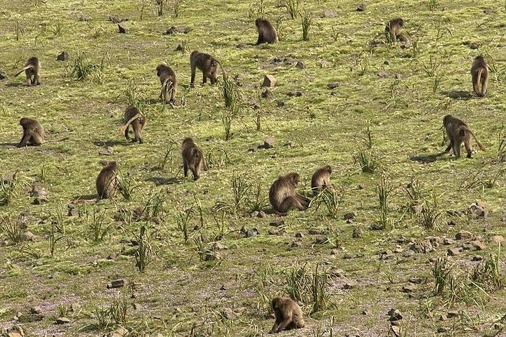 3 Days Simien Mountains Trekking